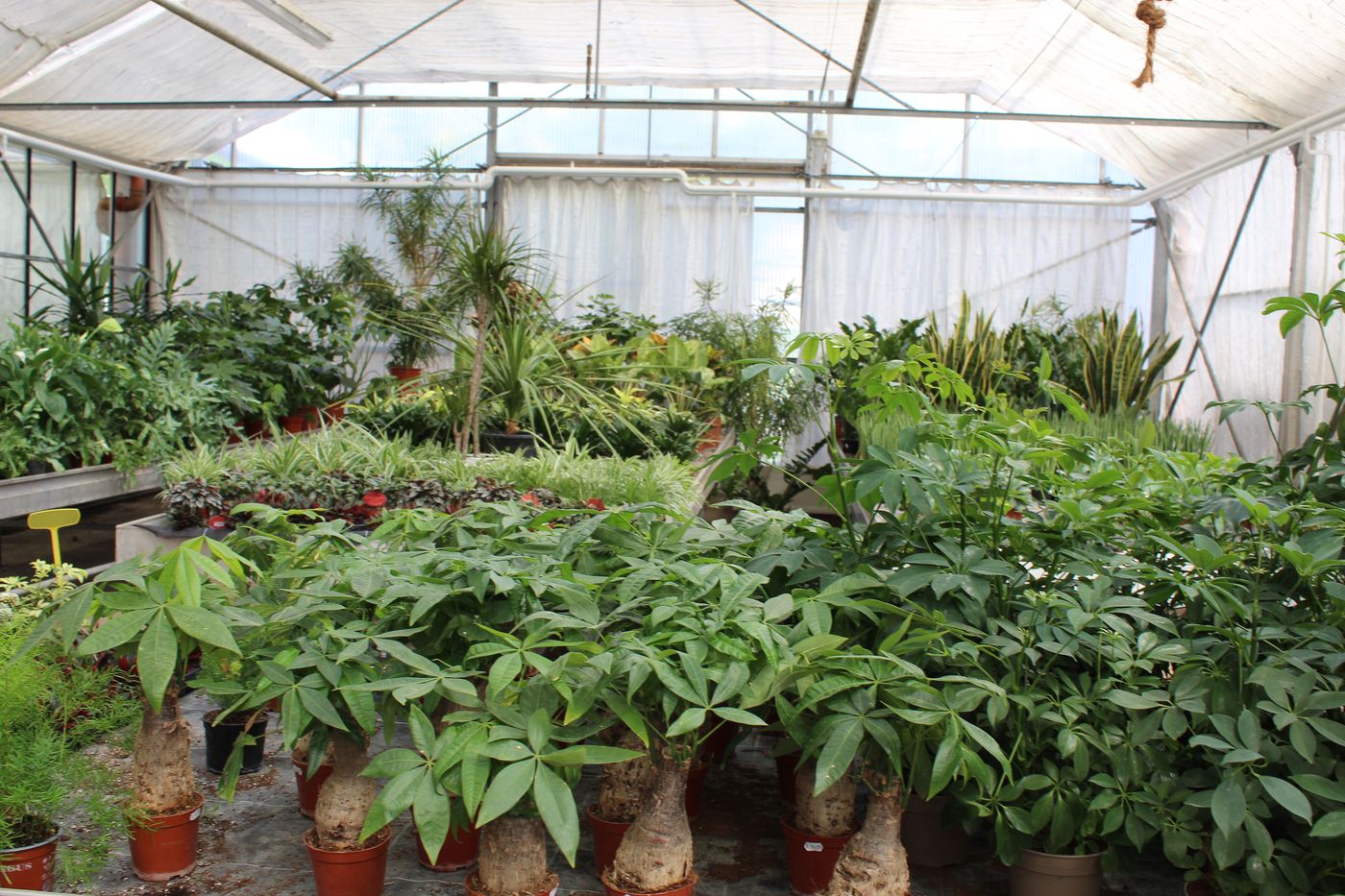 große Auswahl an Zimmerpflanzen