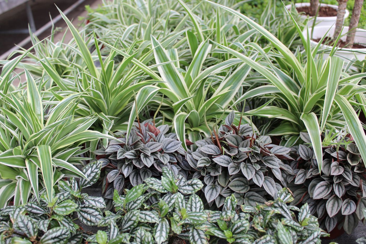 Grünlilie Zimmerpflanze