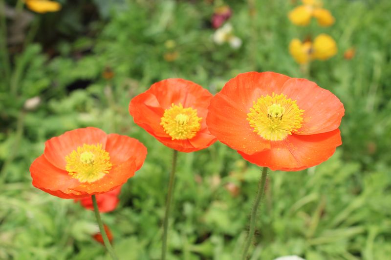 Islandmohn kaufen
