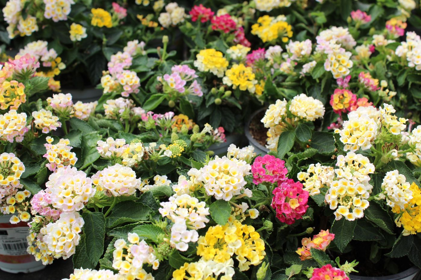 Beet- und Balkonpflanzen kaufen