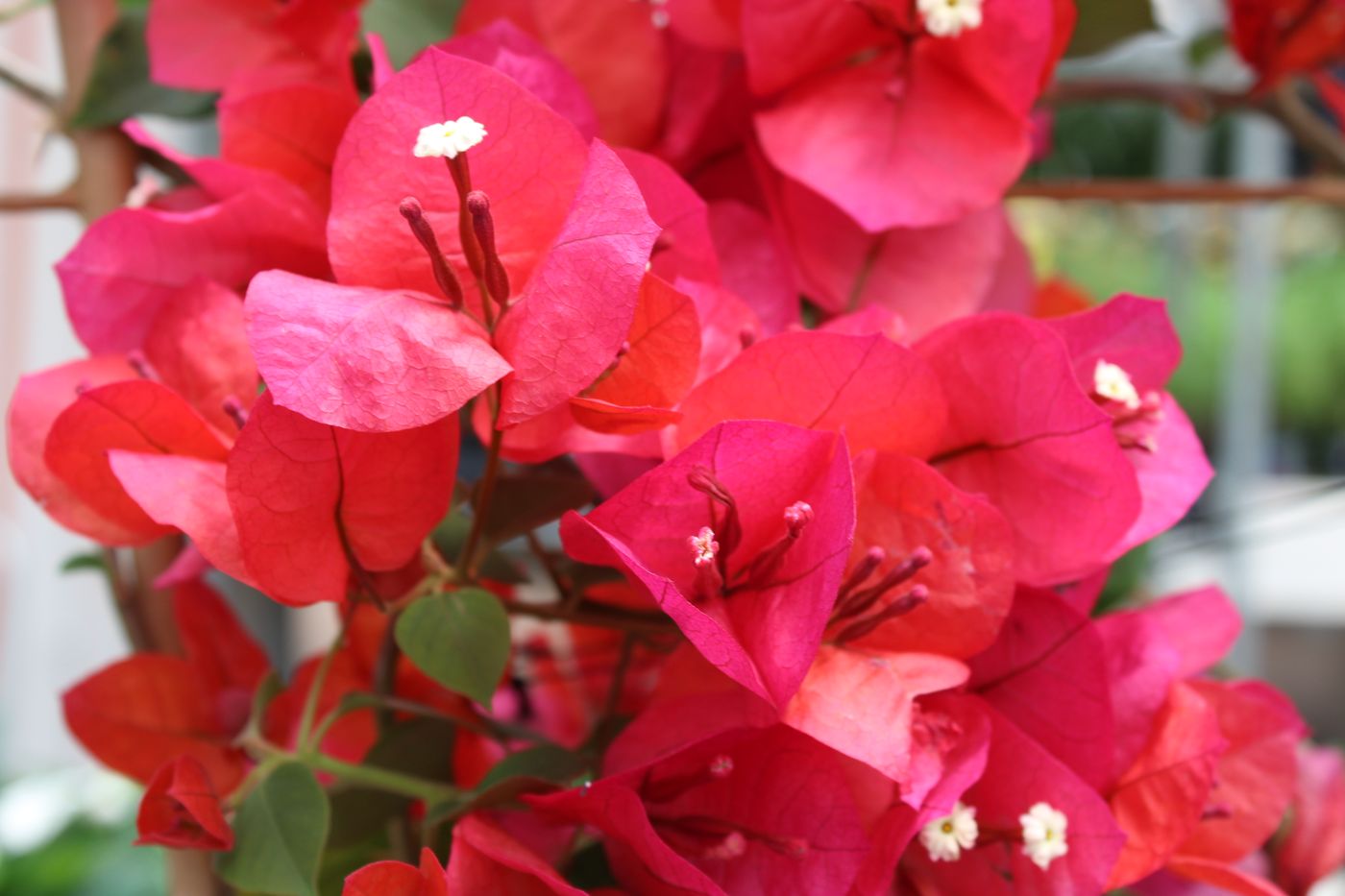 Mediterrane Stämmchen kaufen