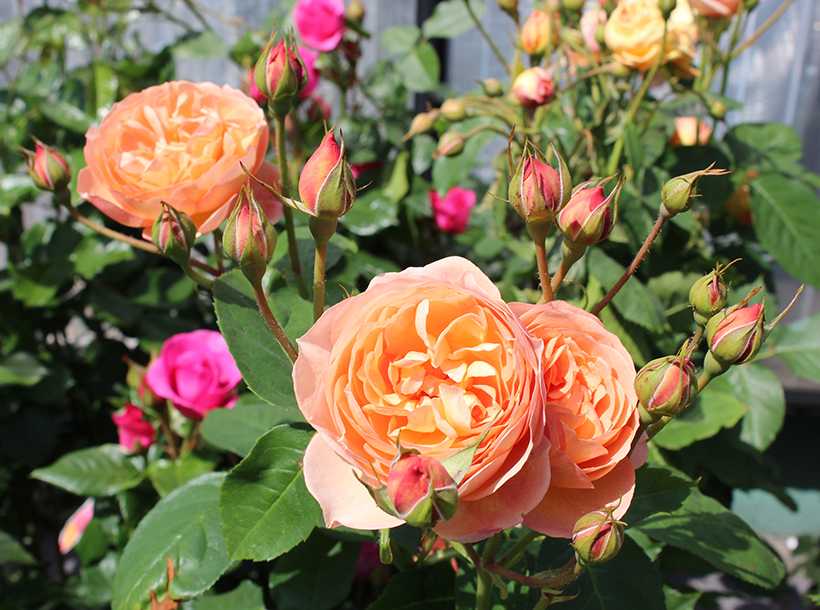 Rosen kaufen bei Pits Floristik Center