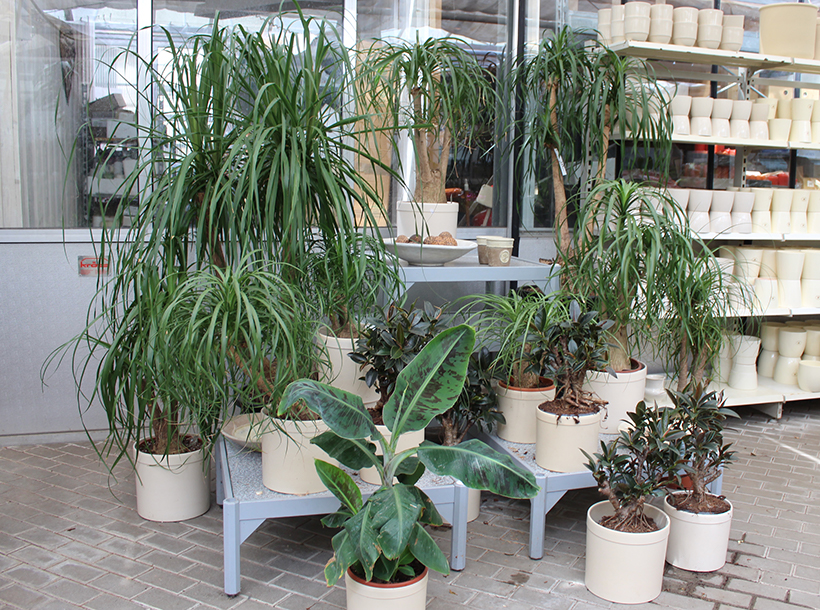 Zimmerpflanzen kaufen